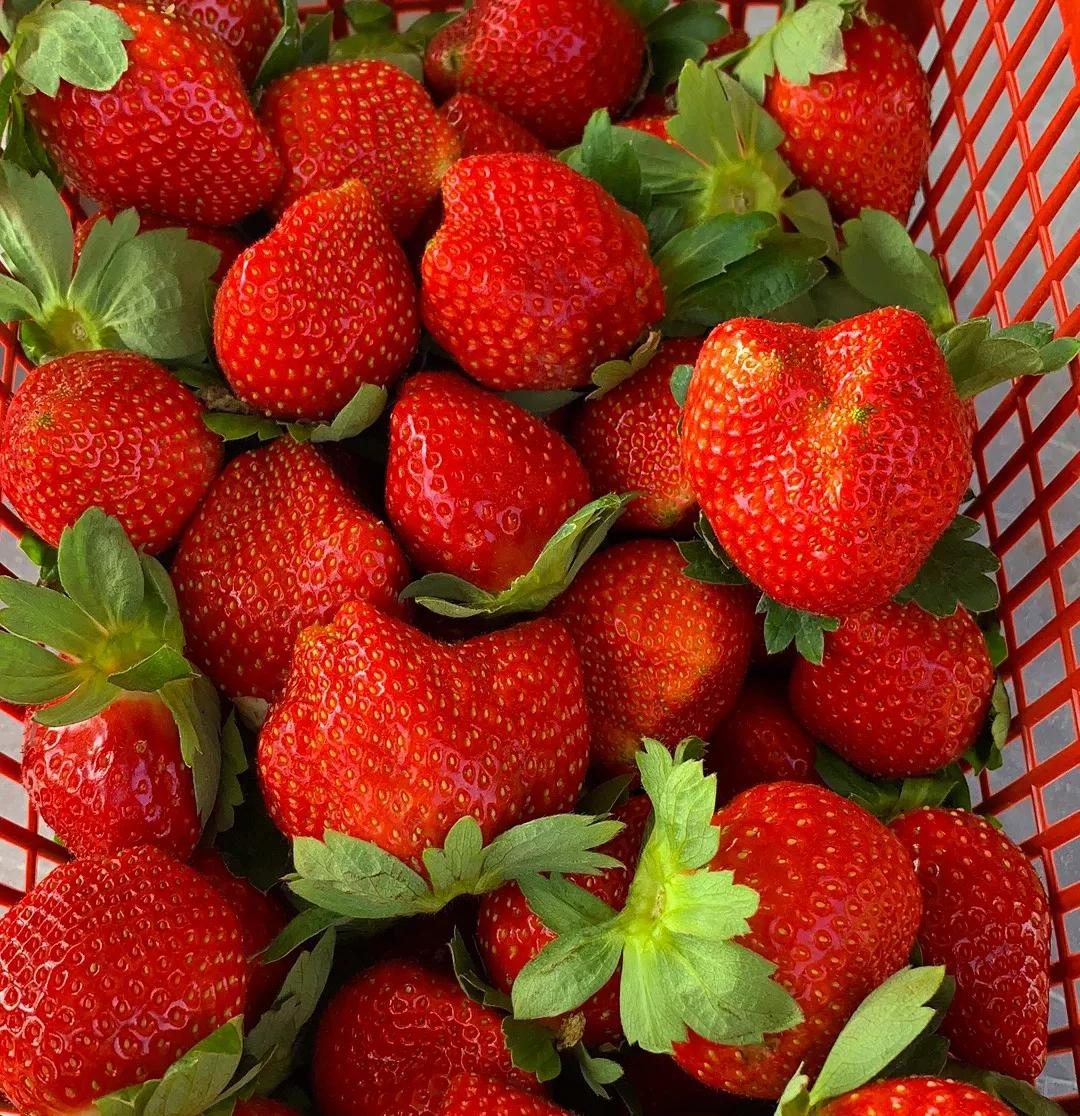 实现草莓自由去草莓园,西樵太平草莓采摘园