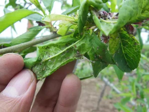 桃树坐果后怎样防治虫害,桃树露红期蚜虫防治