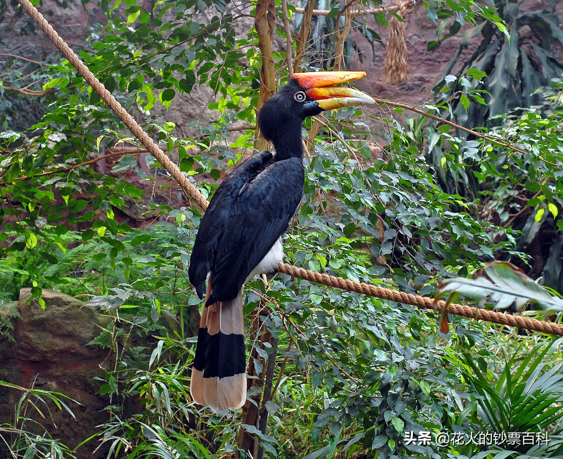 马来西亚新版钞票,让你看看马来西亚人有多漂亮