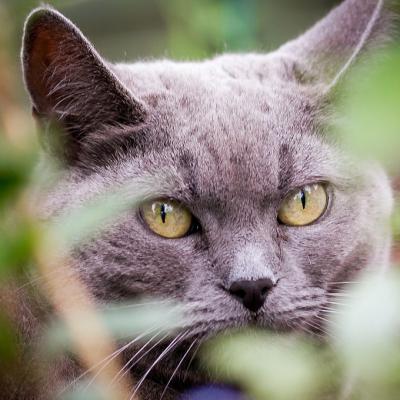 猫咪声音突然变哑是怎么回事,猫咪也发出咕噜咕噜的声音