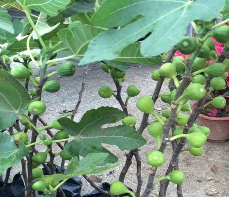 无花果挂果后掉果,无花果第一茬落果严重