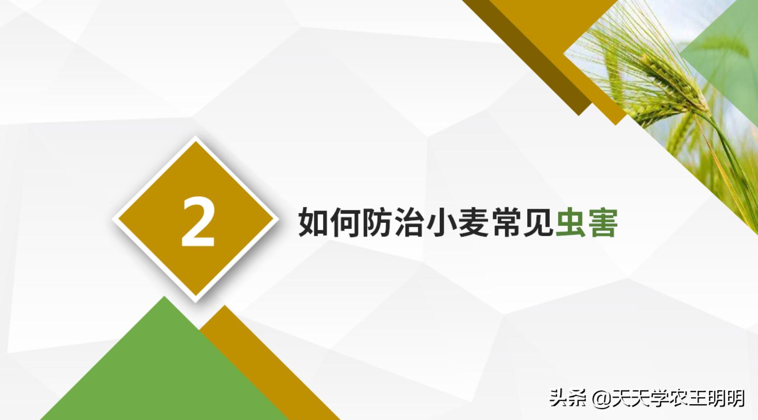 小麦主要虫害及防治方法思维导图,小麦虫害用什么药
