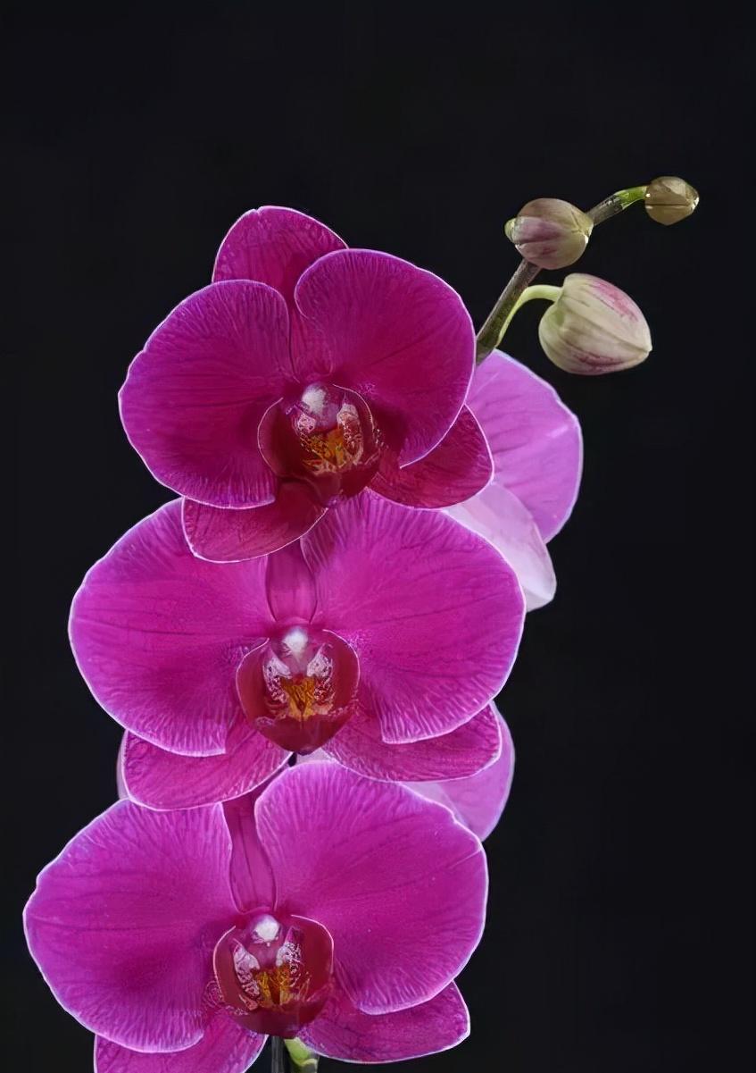 看芦头辨兰花种类,野生兰花种类图片