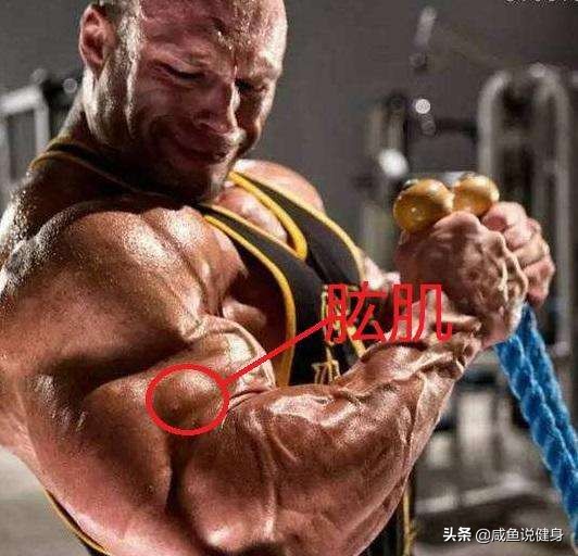 臂围练完充血多久,臂围练到40需要喝蛋白粉吗