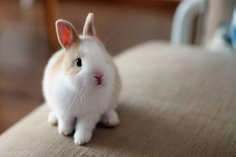 兔子的脚趾甲流血了怎么办,兔子脚没有流血该怎么处理