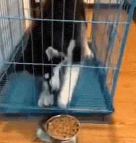 怎么培养一只听话的哈士奇,养一个会听话的哈士奇又能有多乖