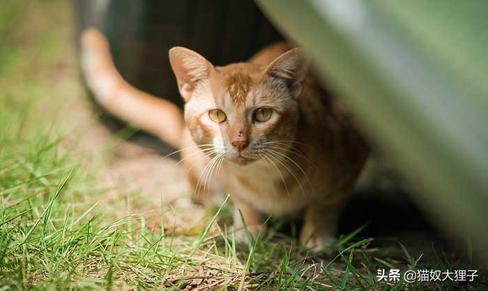 猫猫丢失一个月,猫猫丢失15天找回来特别粘人