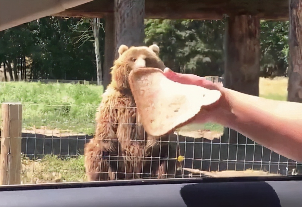 小熊救爷爷的故事,70岁老人救小熊视频