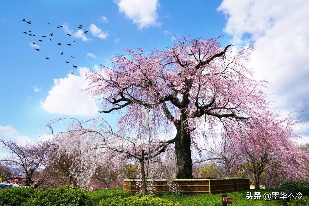 京都一眼千年的美景,京都永恒的美