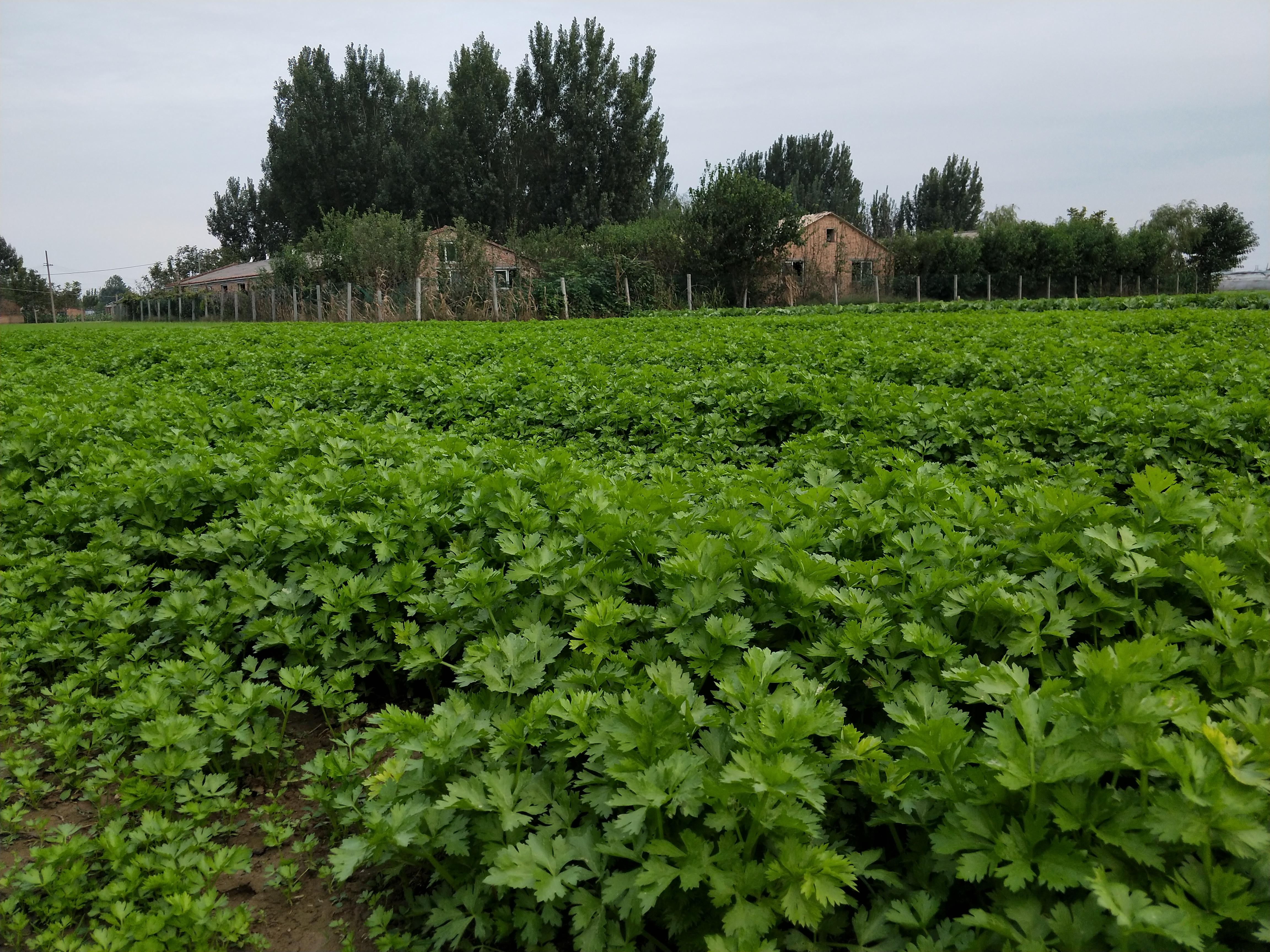 芹菜种子种的时候怎么处理,芹菜播种前怎样处理种子