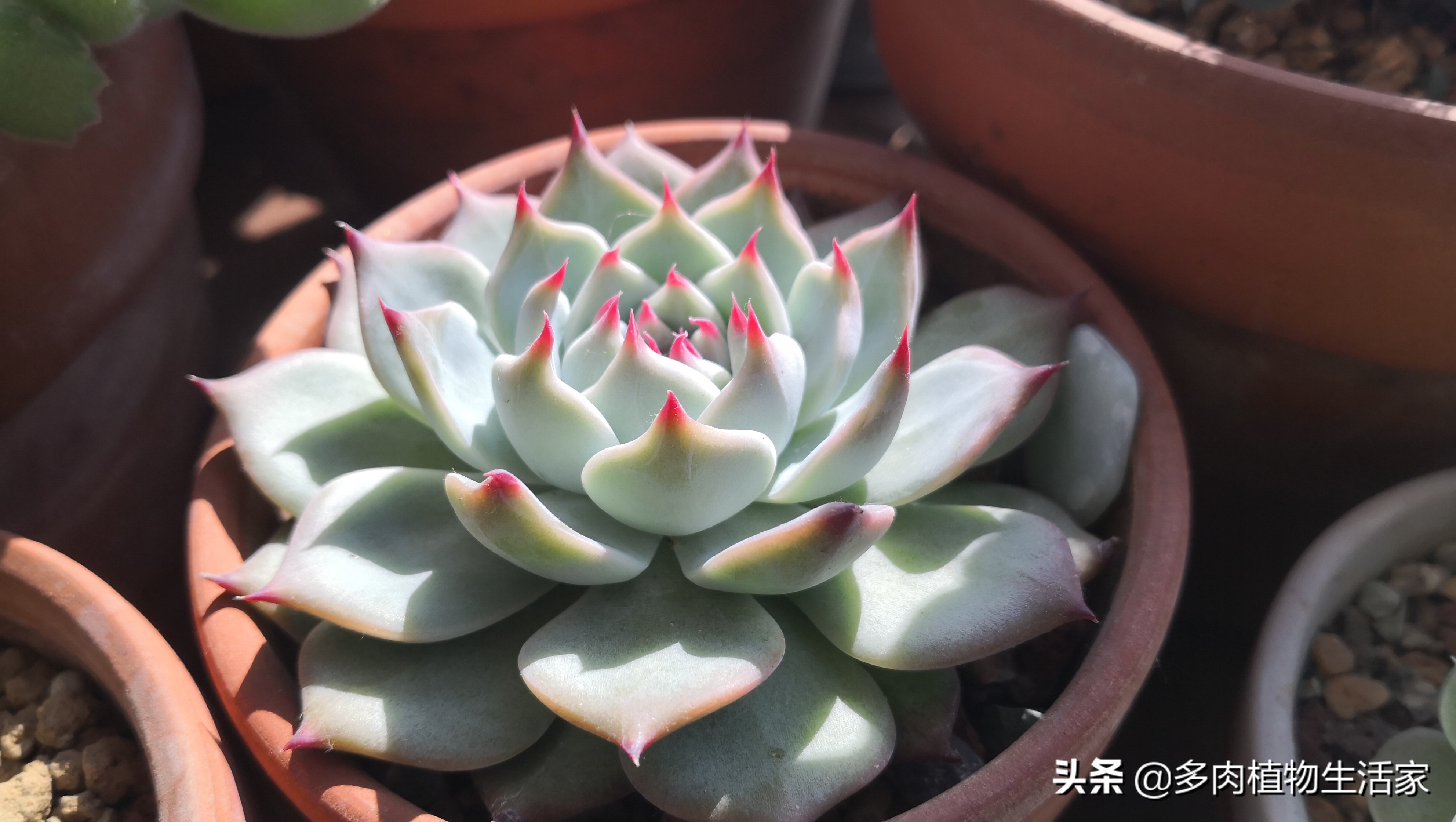 生石花多肉多久蜕皮,多肉生石花种子发芽过程