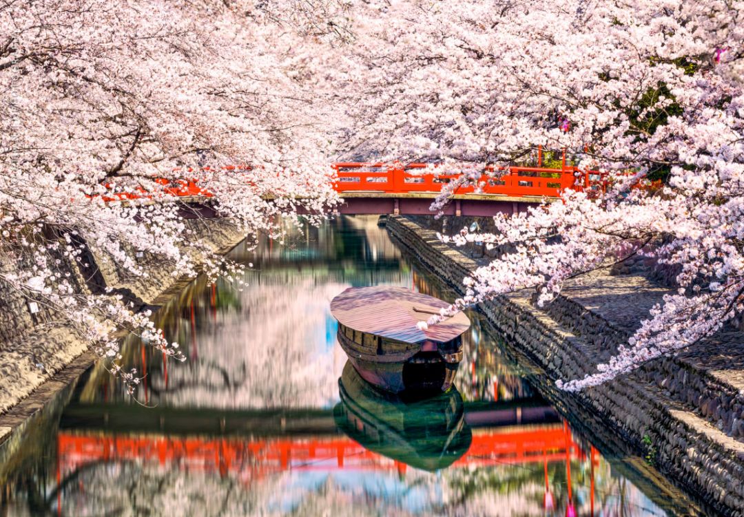 樱花前线2022年,2022第一场樱花