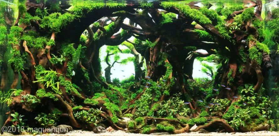 造景如何看起来有层次,十个最好看的造景