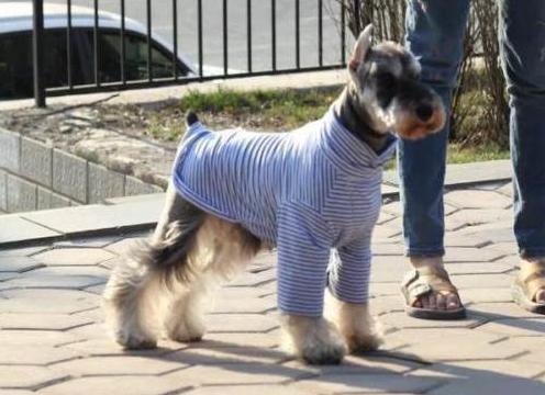 养什么狗好大型犬不咬人,家养宠物狗小型犬不咬人