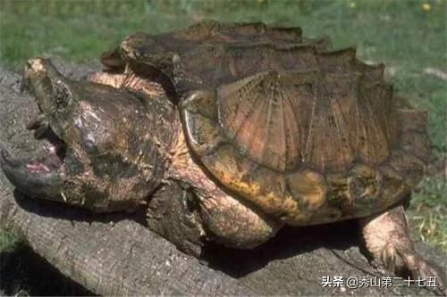 巴西龟能与剃刀一起饲养吗,最大的乌龟是棱皮龟还是巴西龟