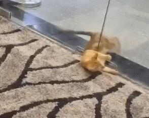 猫的本质是液体，不信看这里，萌化你