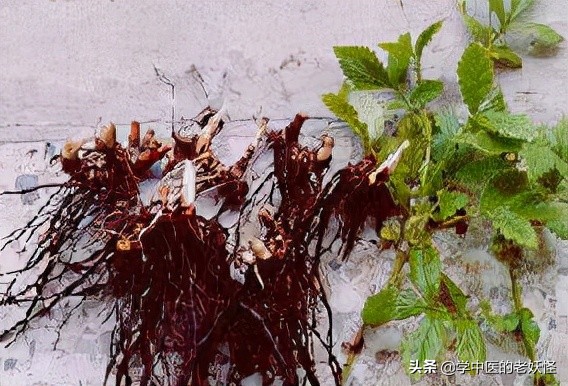 每天学习一味中药远志,中药鹤草芽的服用方法