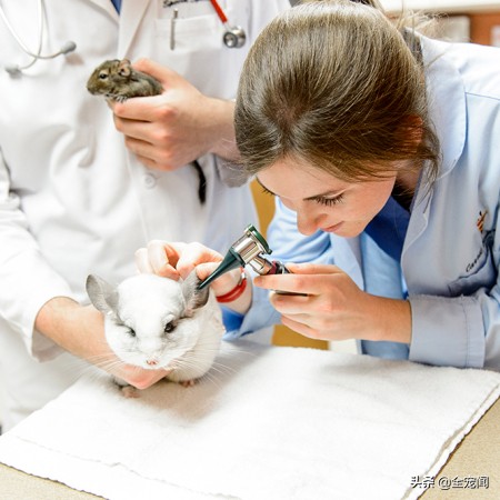龙猫到底是个什么物种,宠物龙猫饲养注意事项有哪些