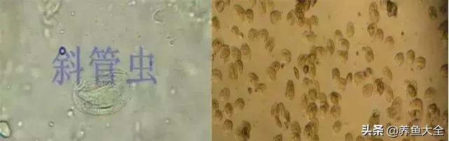 寄生虫多达6000条这种东西别乱吃,寄生虫的典型症状和表现