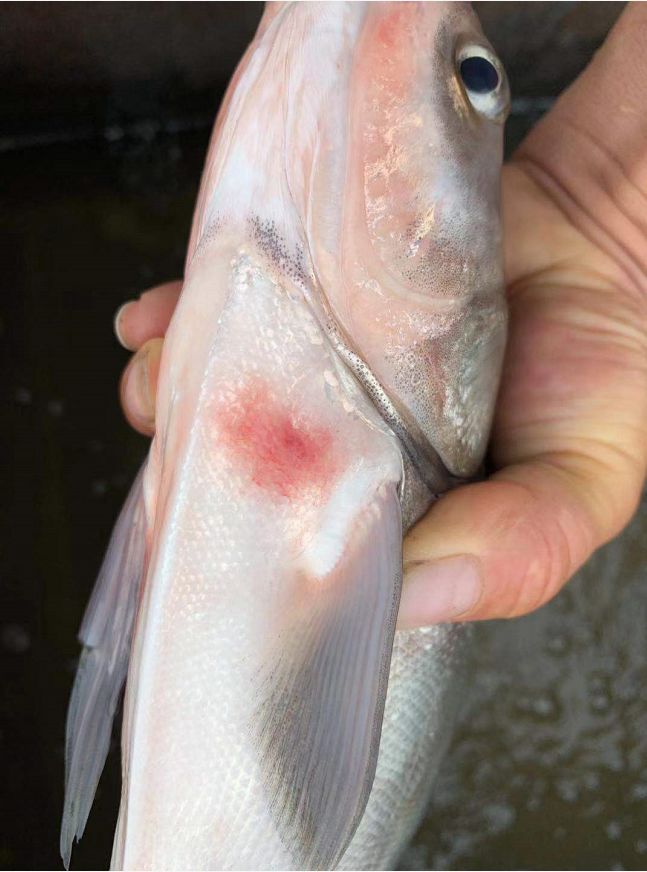 下雨后池塘鱼缺氧怎么处理,夏天鱼塘死鲫鱼怎么回事