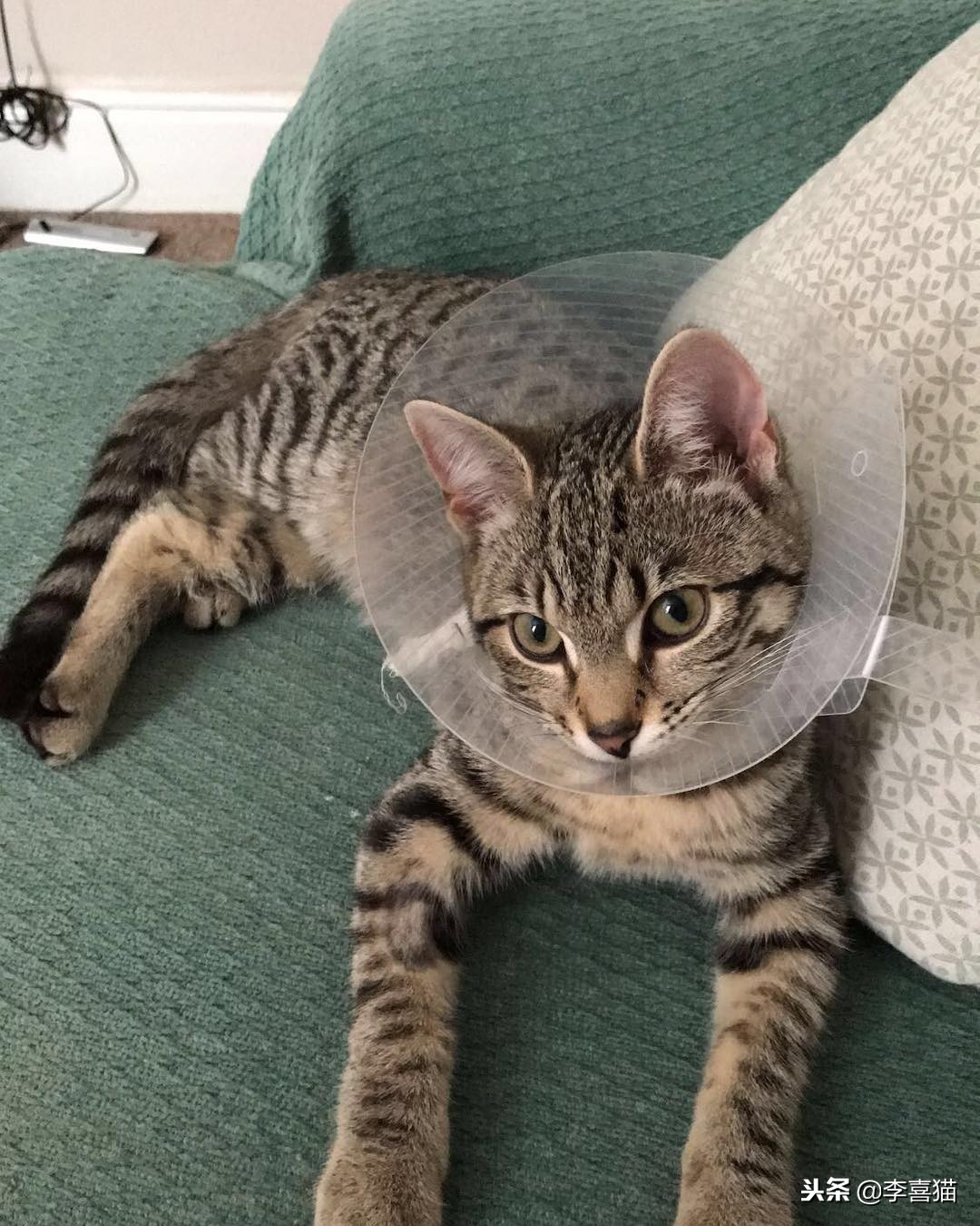 母猫绝育术后护理,公狗金毛绝育手术后期出院护理