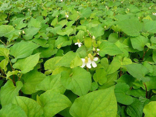 折耳根怎样种植才能高产,折耳根的种植方法和时间和技巧