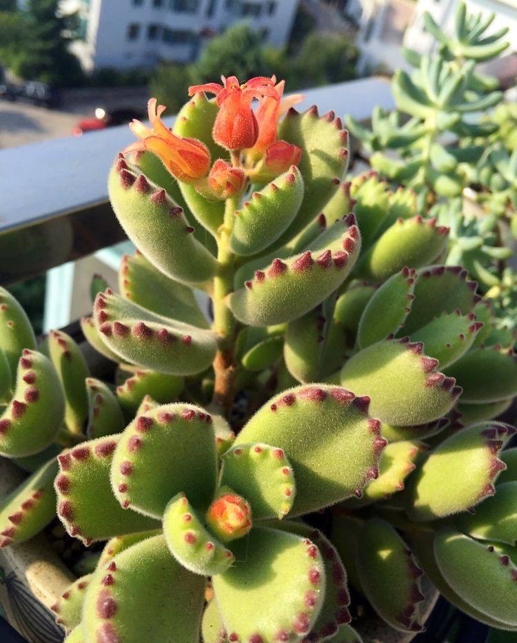 多肉法师开花需要剪掉吗,单头小多肉开花了怎么剪掉