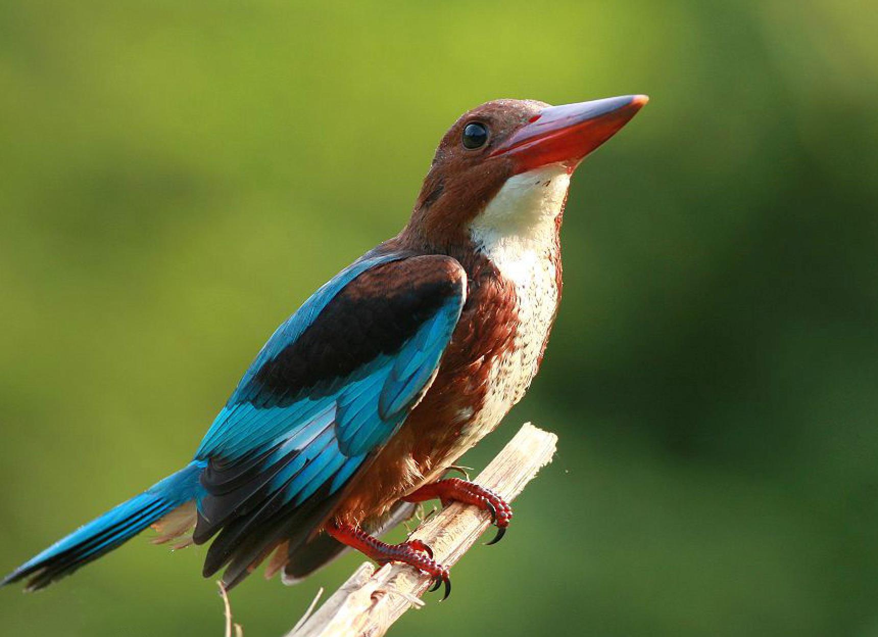 翡翠名字来历介绍,翡翠的来历