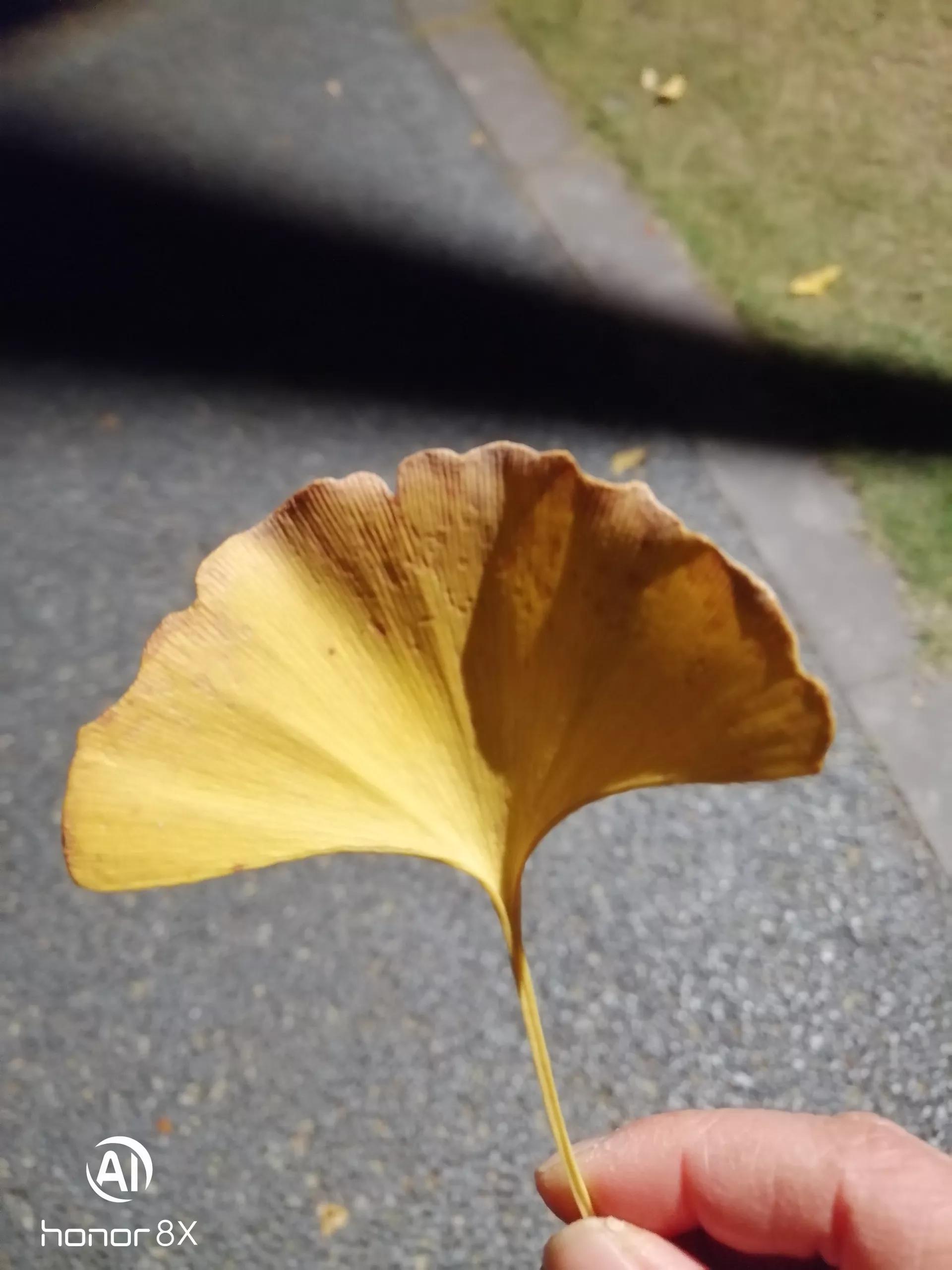 秋天的思念全部歌曲,秋天的思念钢琴曲