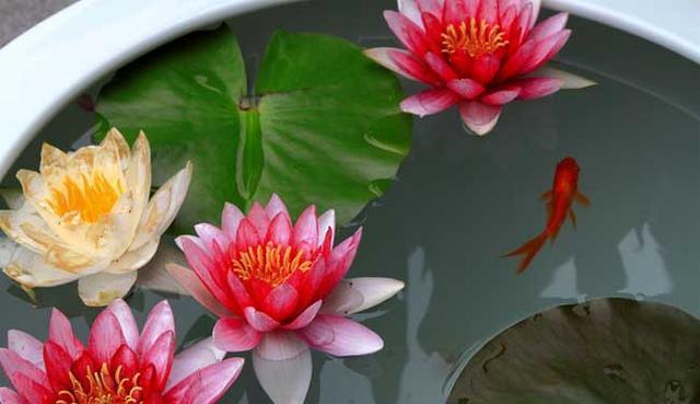 碗莲怎么养才能多开花,碗莲怎么养才开花多