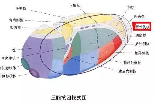 减肥期间总是容易“饿”?这个10秒就能消除饥饿感的方法了解一下