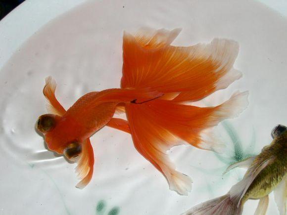 新手养金鱼哪种金鱼最好养,金鱼种类和饲养难度