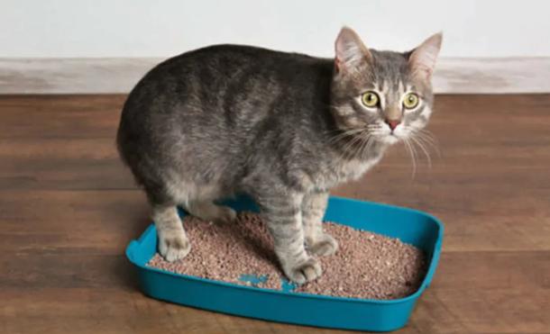 怎样治猫咪乱尿小妙招,解决猫咪乱尿的十个步骤
