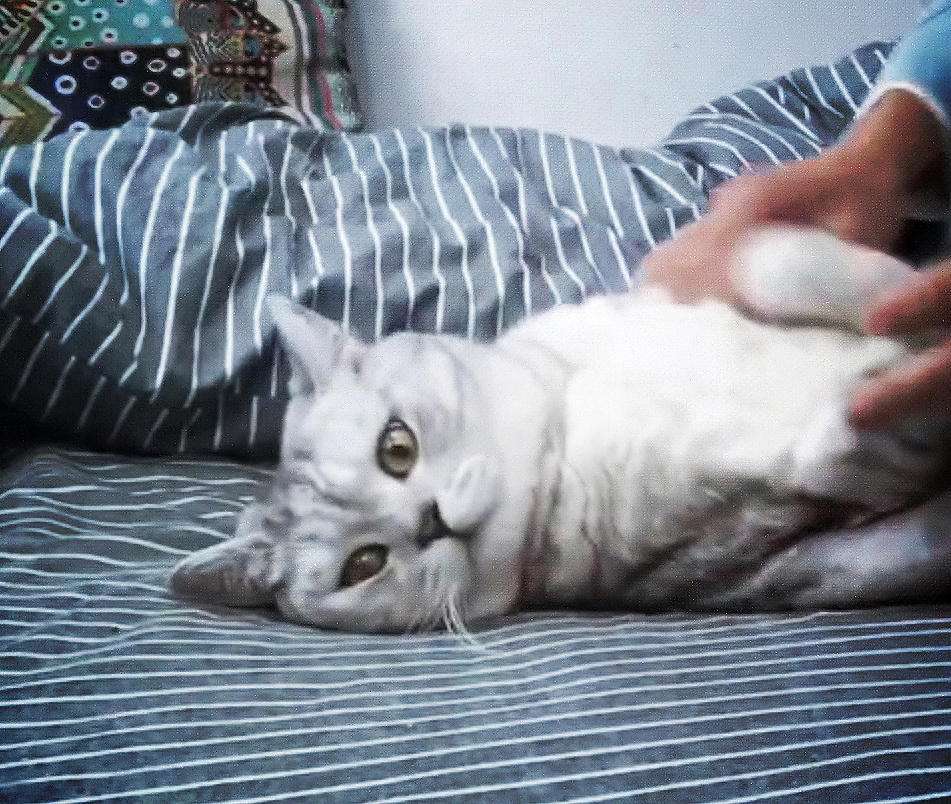 猫咪总是睡地上怎么办,猫咪经常躺床上如何让它睡窝里