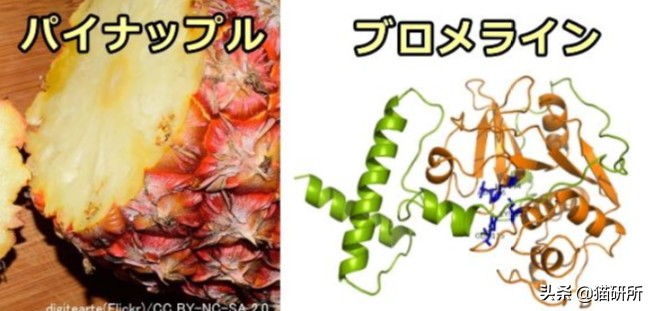 猫咪每天都要舔我脸,猫咪每天要舔自己800次