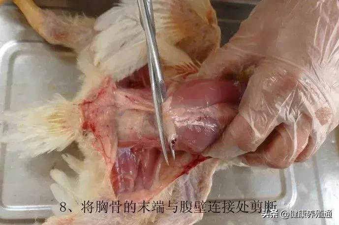 家禽疾病的常用诊断方式有哪些,家禽常见疾病及检测方法书籍