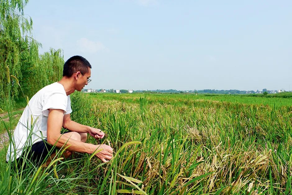 2021年多地受灾粮食会紧缺吗,8500万亩小麦绝收