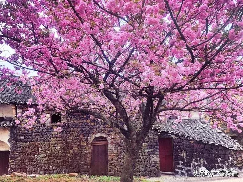 浙江看日本樱花最佳地方,浙江赏樱花最佳地排行榜
