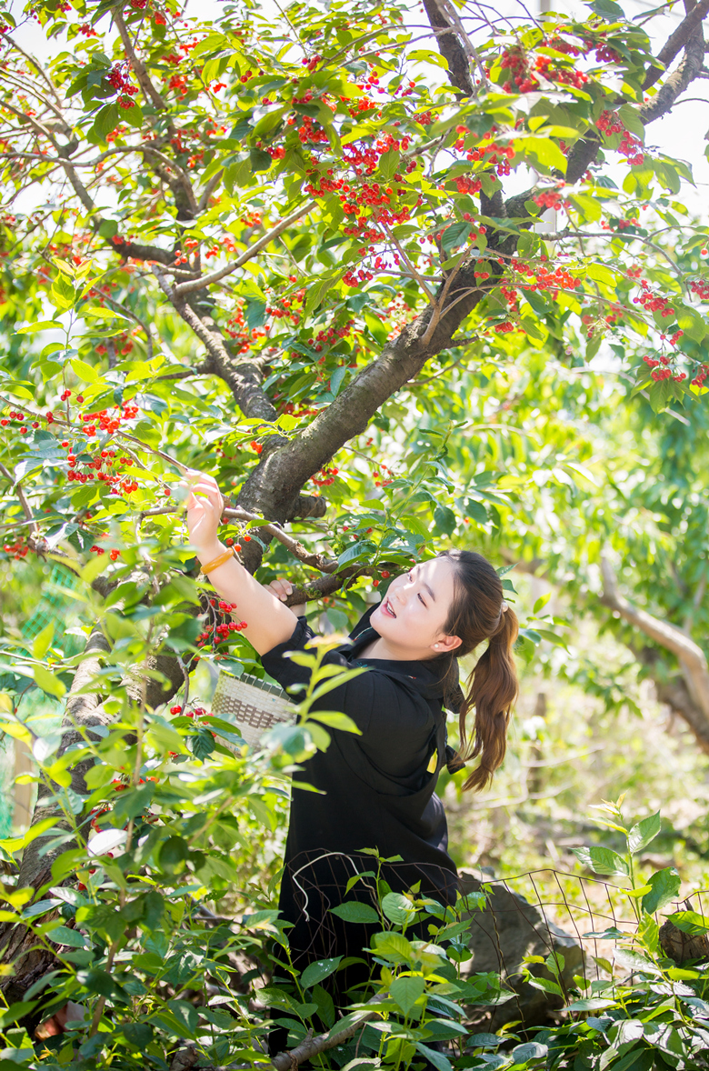 山东临朐樱桃树,山东临沂市大樱桃树好吗