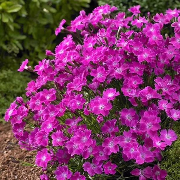 最好看的草花照片,各种草花图