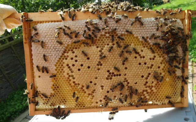 蜂巢为什么是球状的,蜂巢六边形圆形