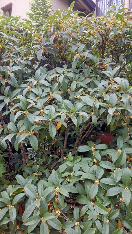 思念果岭悦洋房,思念果岭鹳雀楼