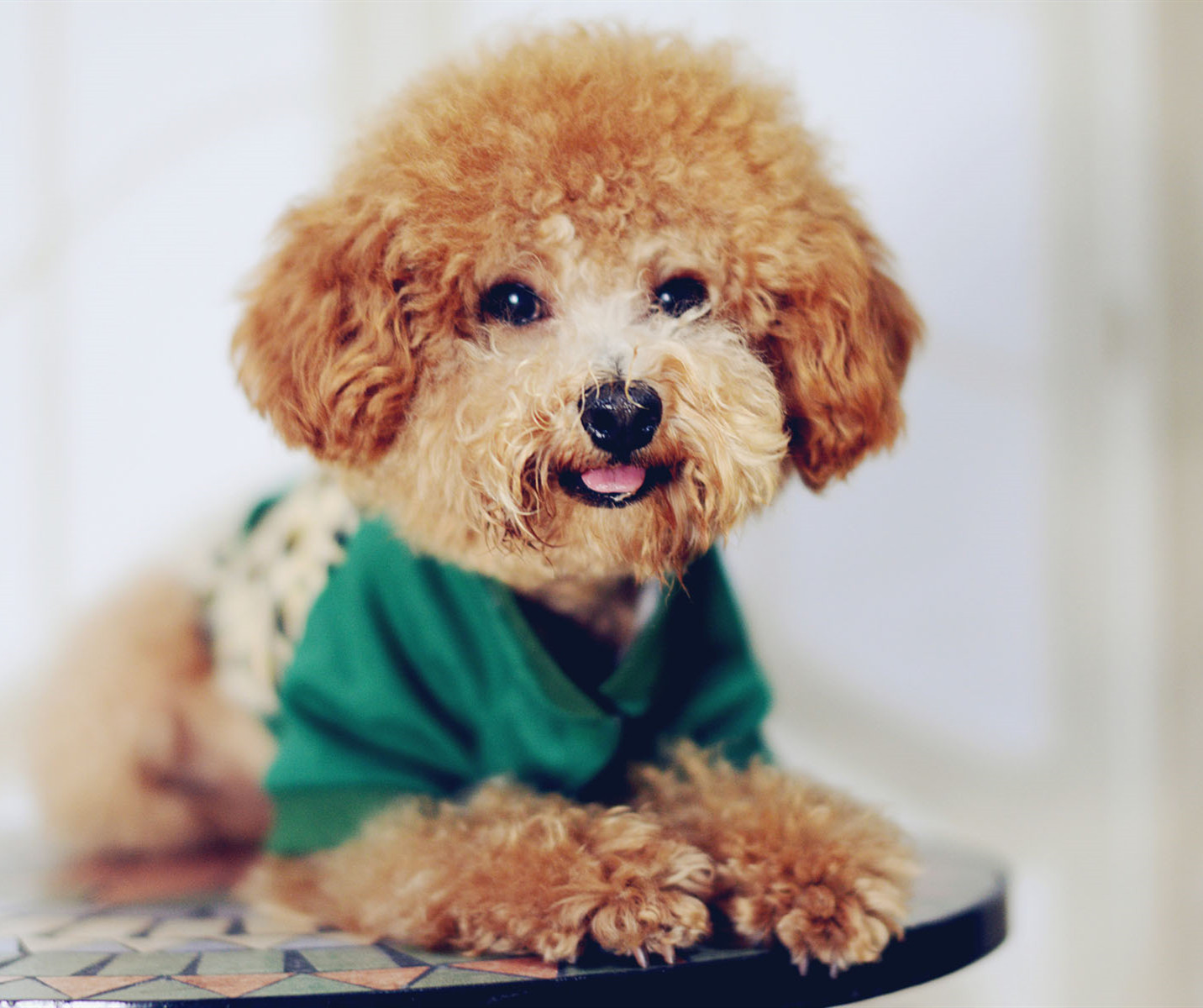 泰迪脱毛发痒怎么办,灰泰迪皮肤发黑脱毛怎么回事