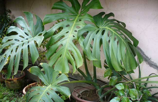 绿萝发财树龟背竹天冷可以浇水吗,夏天绿萝龟背竹还适合在院子里吗