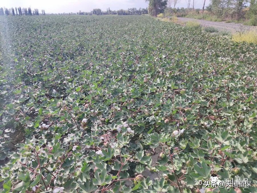 疆新棉业,新疆未来棉花生产应采取的措施