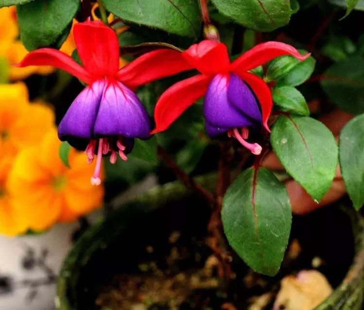 惊艳倒挂金钟,惊艳倒挂金钟图片