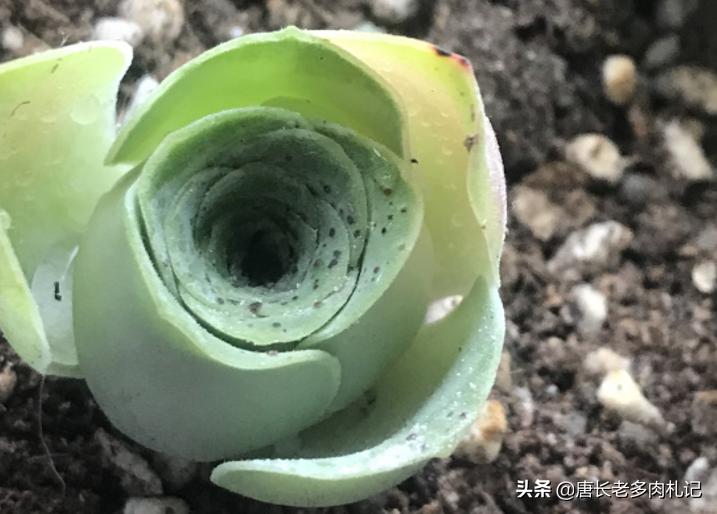 山地玫瑰多肉叶片发黄,多肉山地玫瑰白粉病怎么治