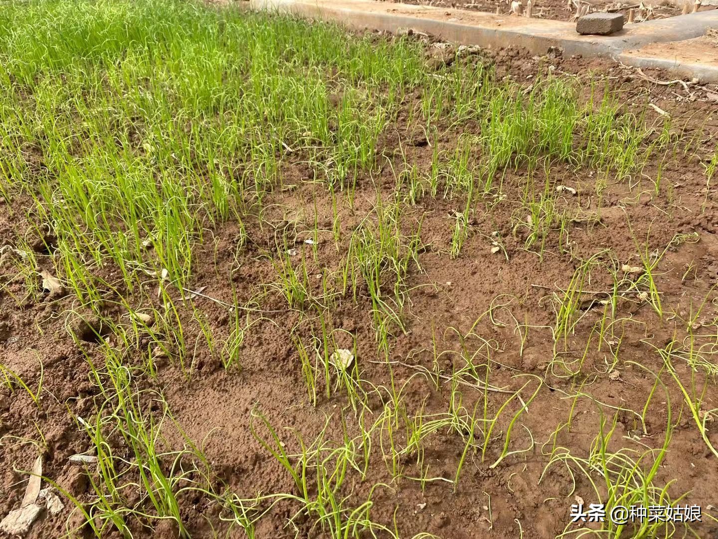小葱种植方法和几月撒种,小葱种子什么时间播种最佳