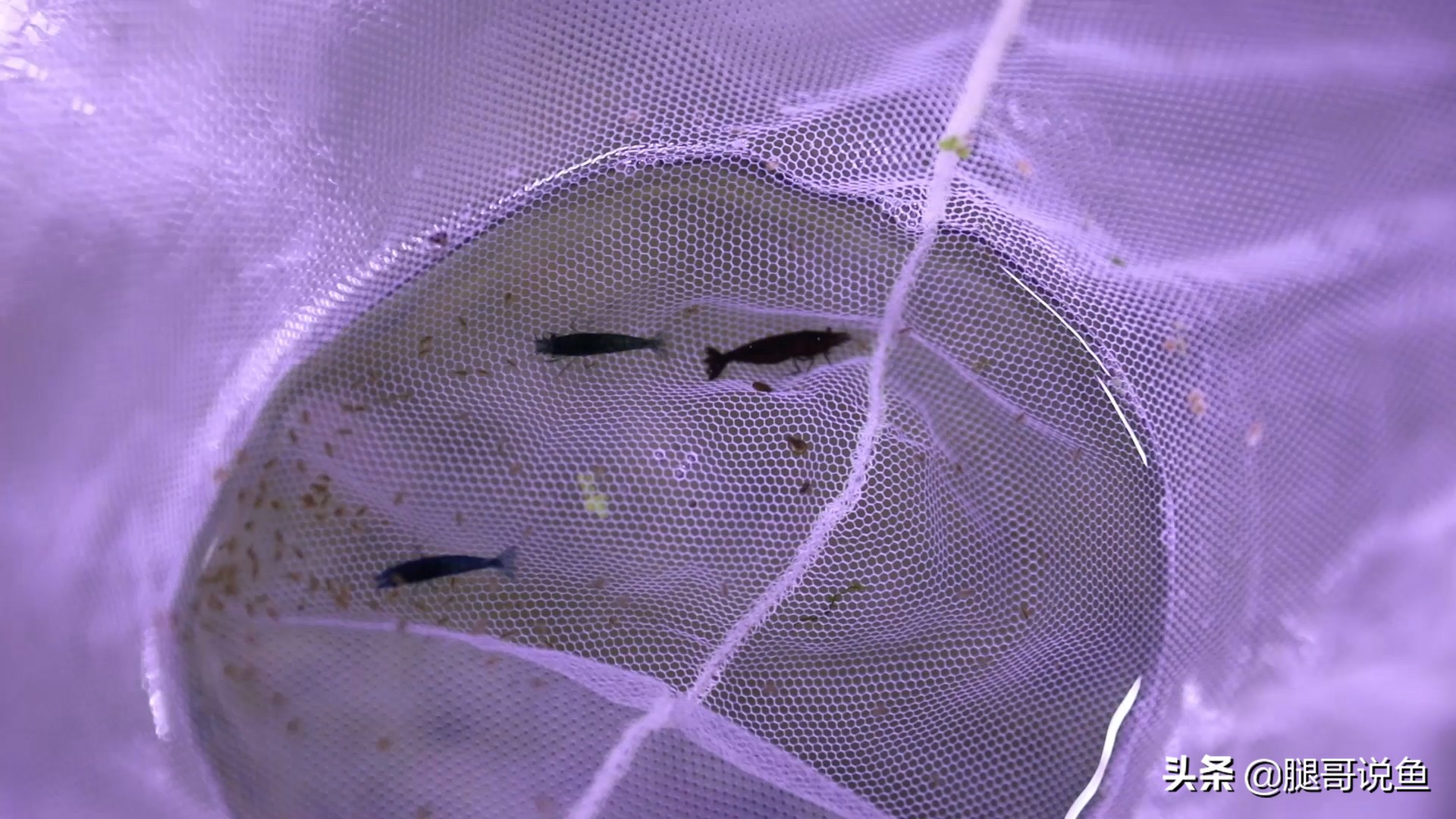 十大养不死的观赏虾品种,蓝宝石虾是不是养单一品种比较好