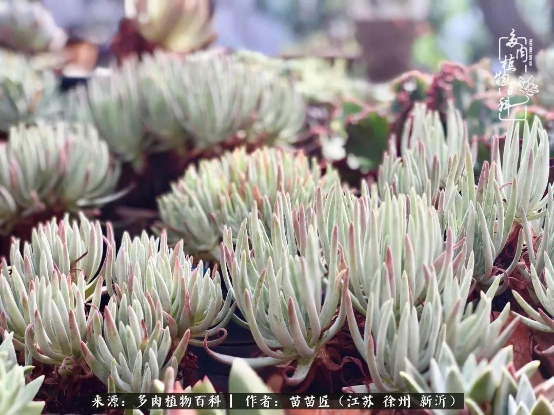 多肉之江湖：众肉友们，修仙渡劫几何了？